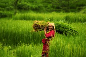 Gurkha,,Nepal,-,September,01,,2010:,Woman,Working,In,The